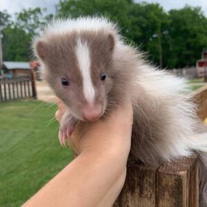 FRED SKUNK