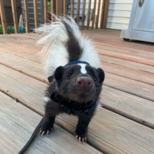 SKUNK PEGGY